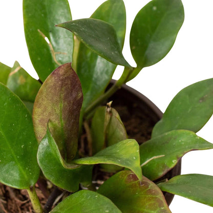 Hoya Sunrise Indoor Plants Trendy Gardener 4" Pot 