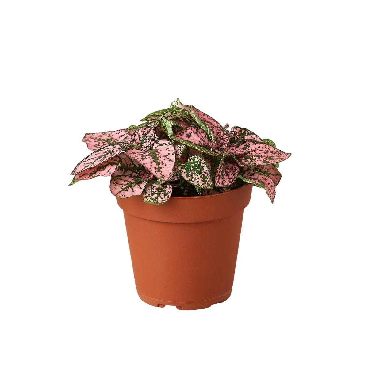 Hypoestes 'Polka Dot'-4" Plant-Trendy Gardener