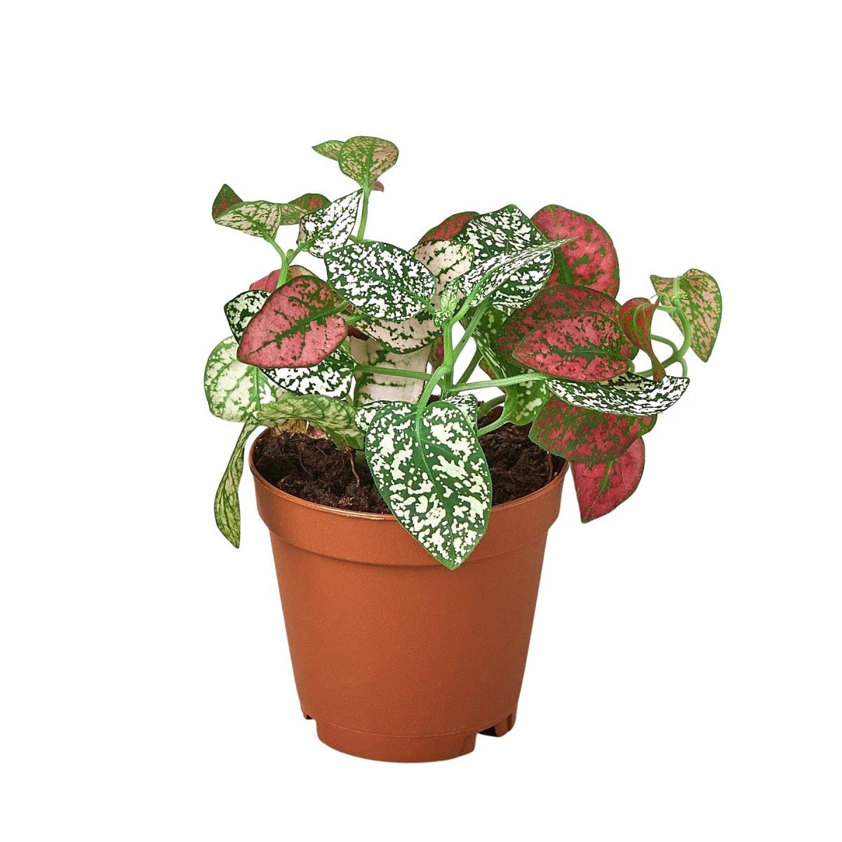 Hypoestes 'Polka Dot'-4" Plant-Trendy Gardener