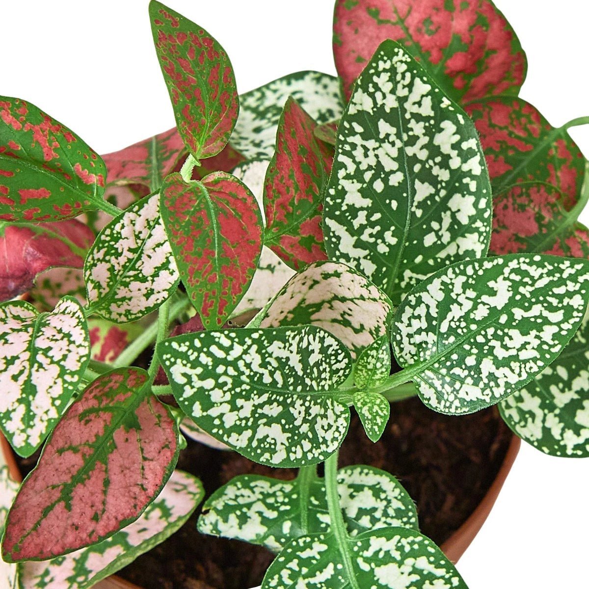 Hypoestes 'Polka Dot'-4" Plant-Trendy Gardener