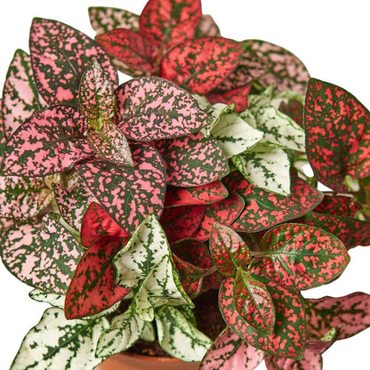 Hypoestes 'Polka Dot'-4" Plant-Trendy Gardener Best Online Plant shop