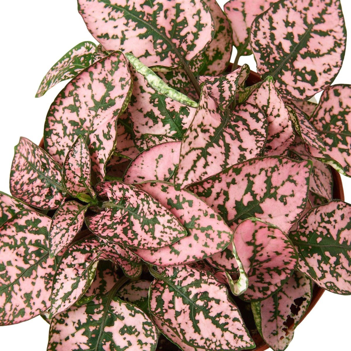 Hypoestes 'Polka Dot'-4" Plant-Trendy Gardener