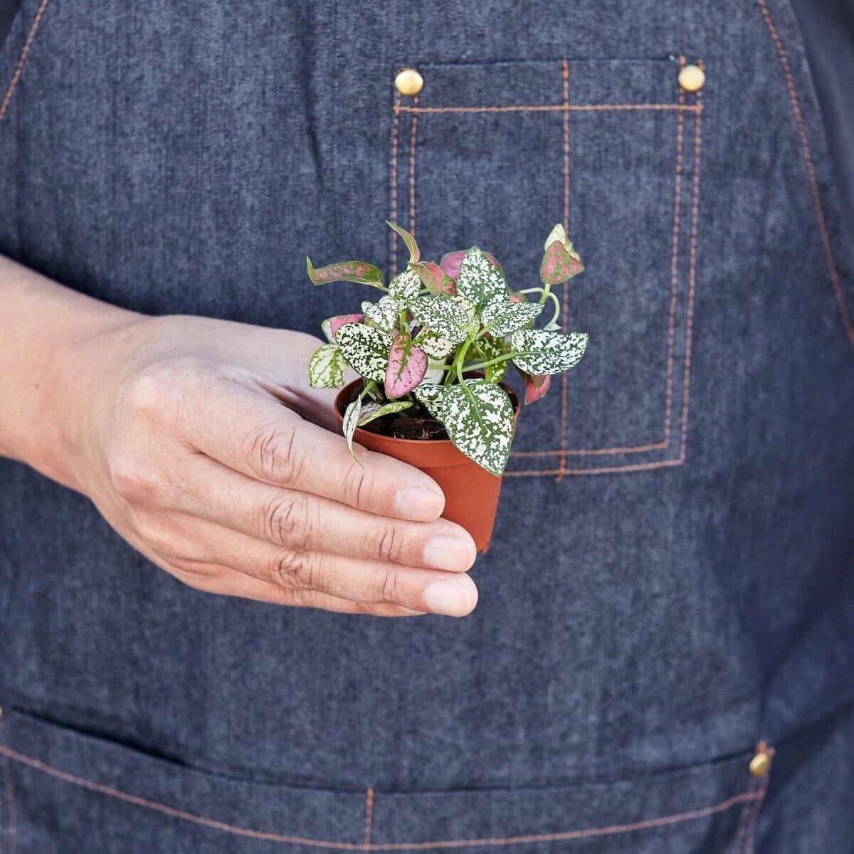 Hypoestes 'Polka Dot'-4" Plant-Trendy Gardener