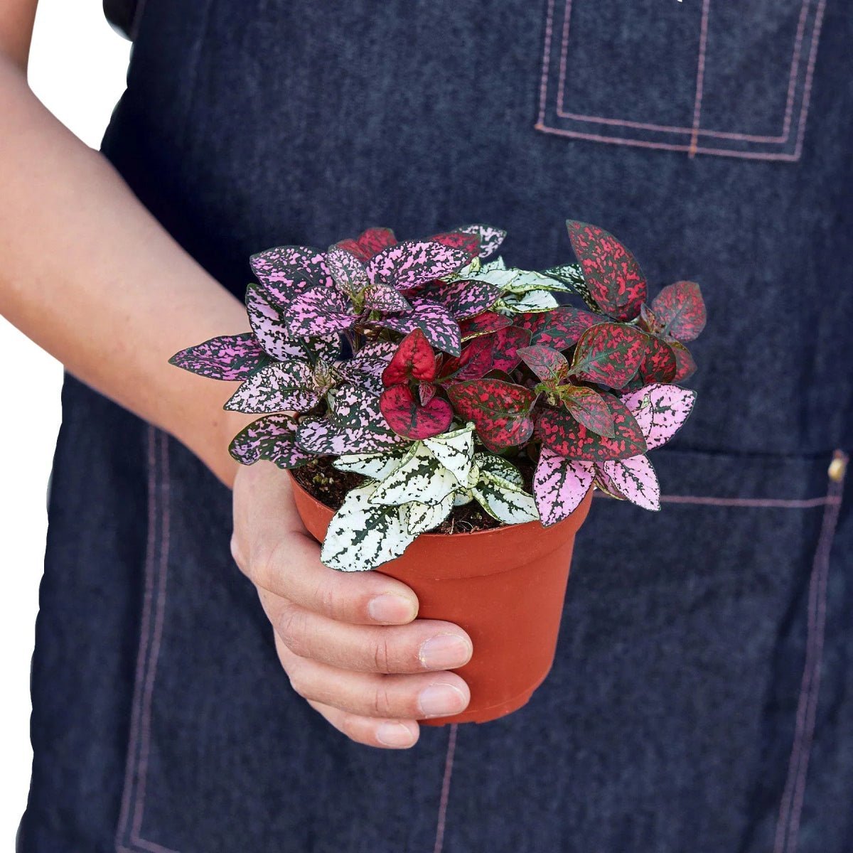 Hypoestes 'Polka Dot'-4" Plant-Trendy Gardener