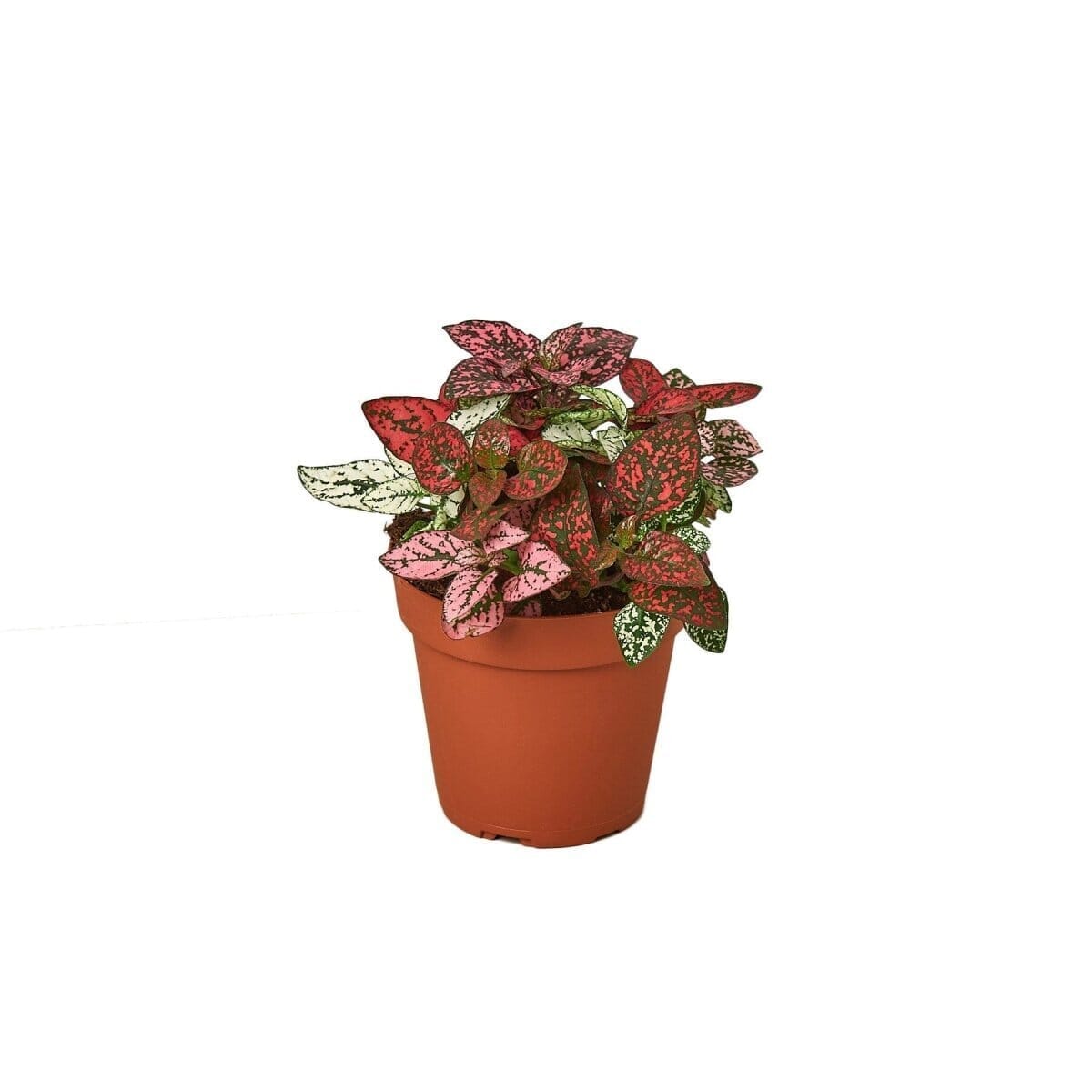 Hypoestes 'Polka Dot'-4" Plant-Trendy Gardener