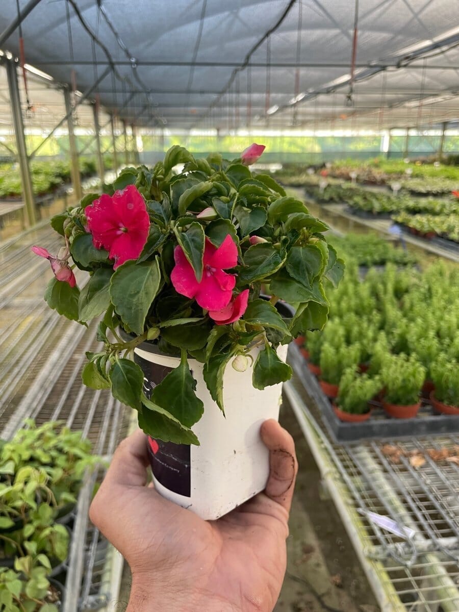 Impatiens-Flowering-Trendy Gardener