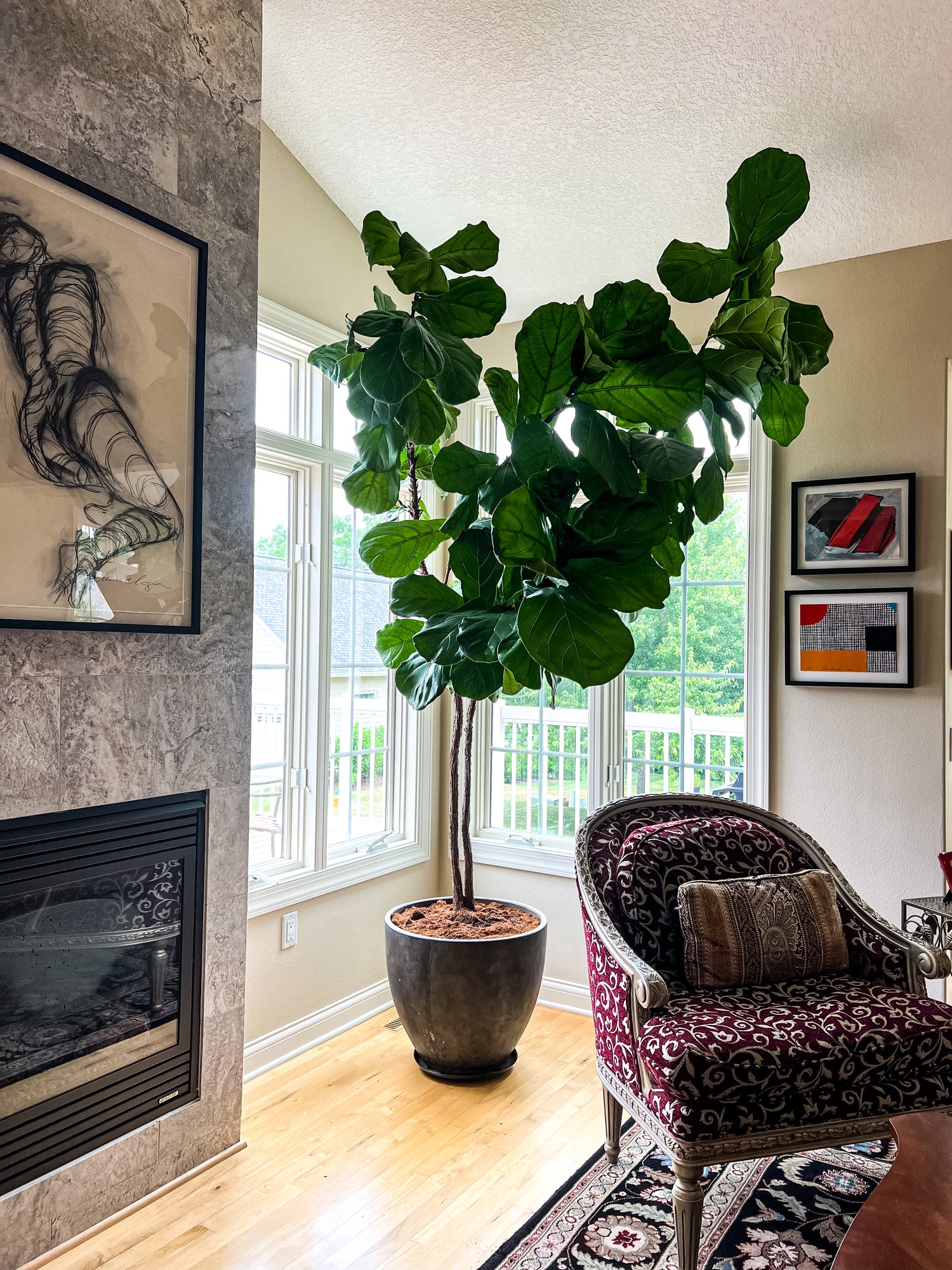 Indoor fiddle leaf fig tree in a residential living space, maintained with preventative indoor plant pest control.