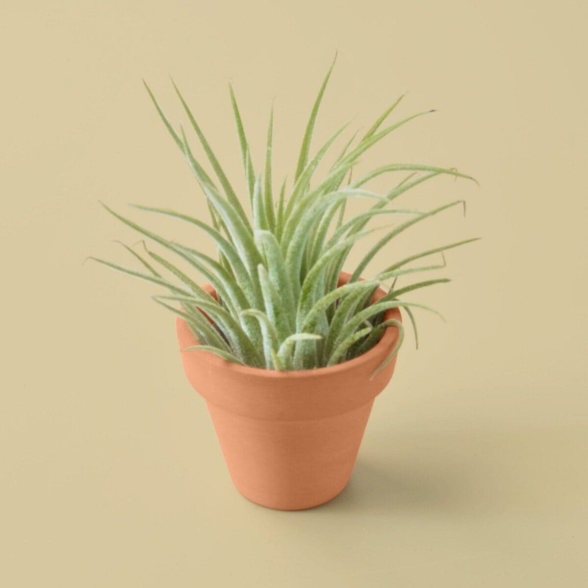 Ionantha Guatemala Tillandsia Air Plant with Terra Cotta-Air PLants-Trendy Gardener