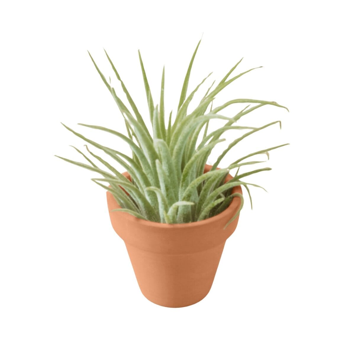 Ionantha Guatemala Tillandsia Air Plant with Terra Cotta-Air PLants-Trendy Gardener