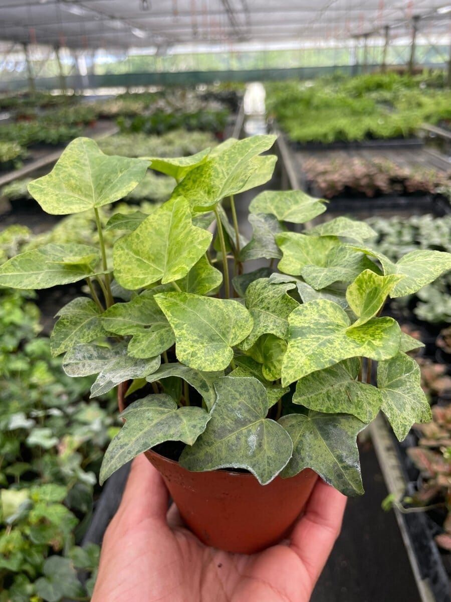 Ivy Gold Dust-Indoor Plants-Trendy Gardener