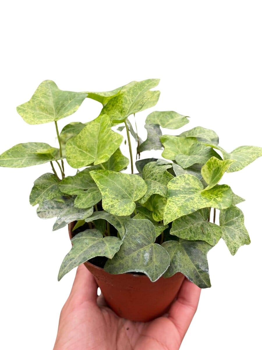 Ivy Gold Dust-Indoor Plants-Trendy Gardener