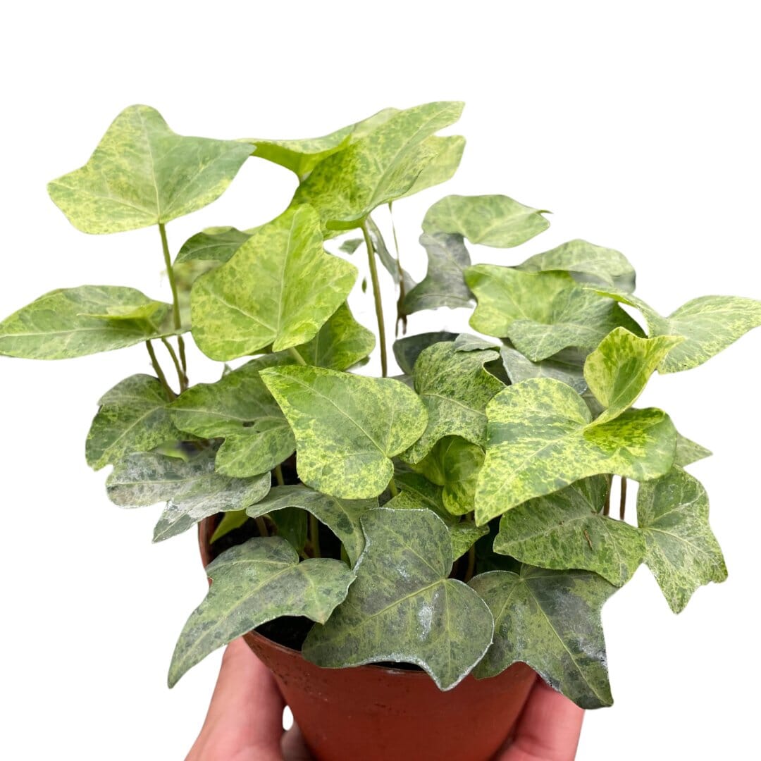 Ivy Gold Dust-Indoor Plants-Trendy Gardener