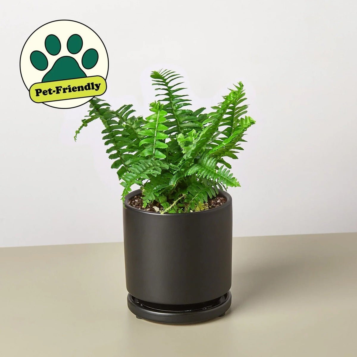 Jester's Crown Fern-Indoor Plants-Trendy Gardener