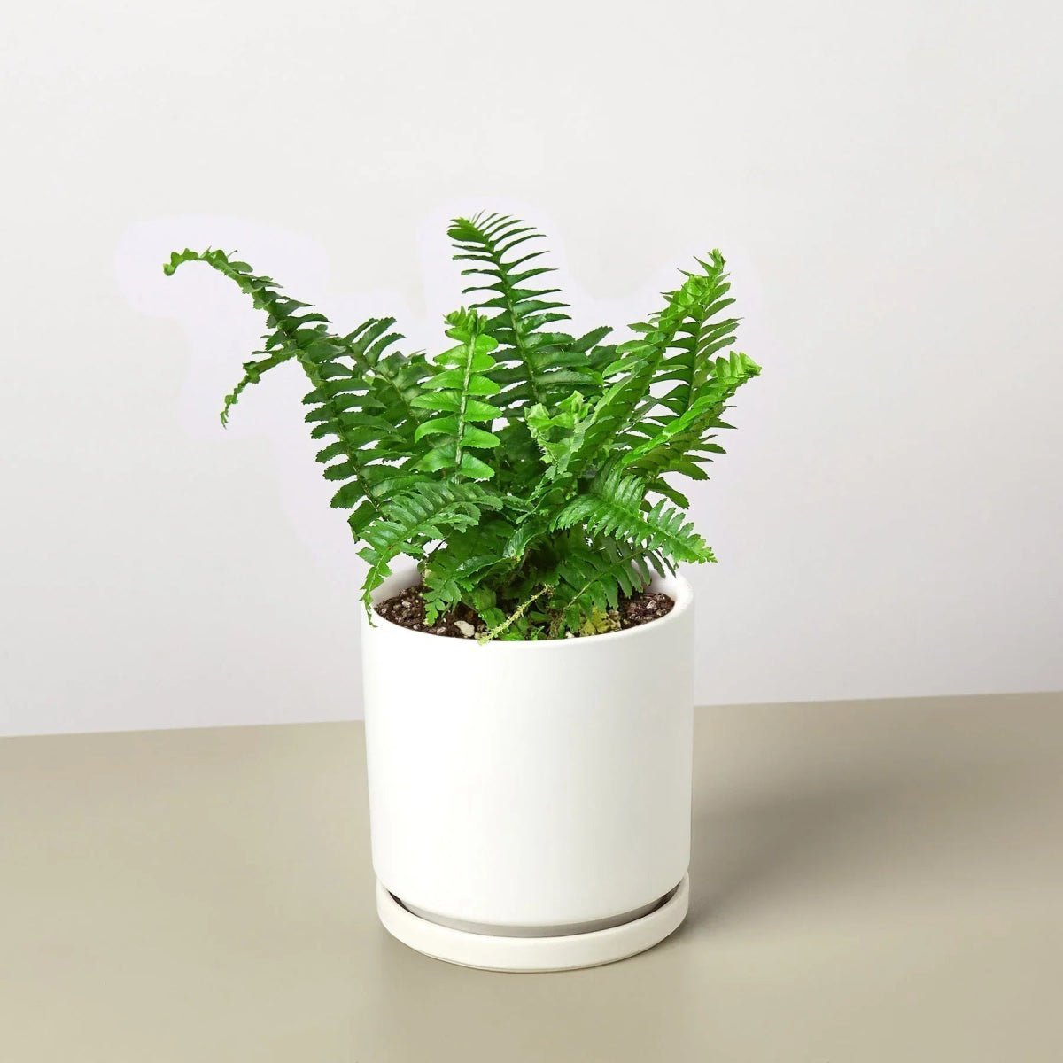 Jester's Crown Fern-Indoor Plants-Trendy Gardener