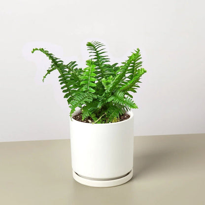 Jester's Crown Fern-Indoor Plants-Trendy Gardener