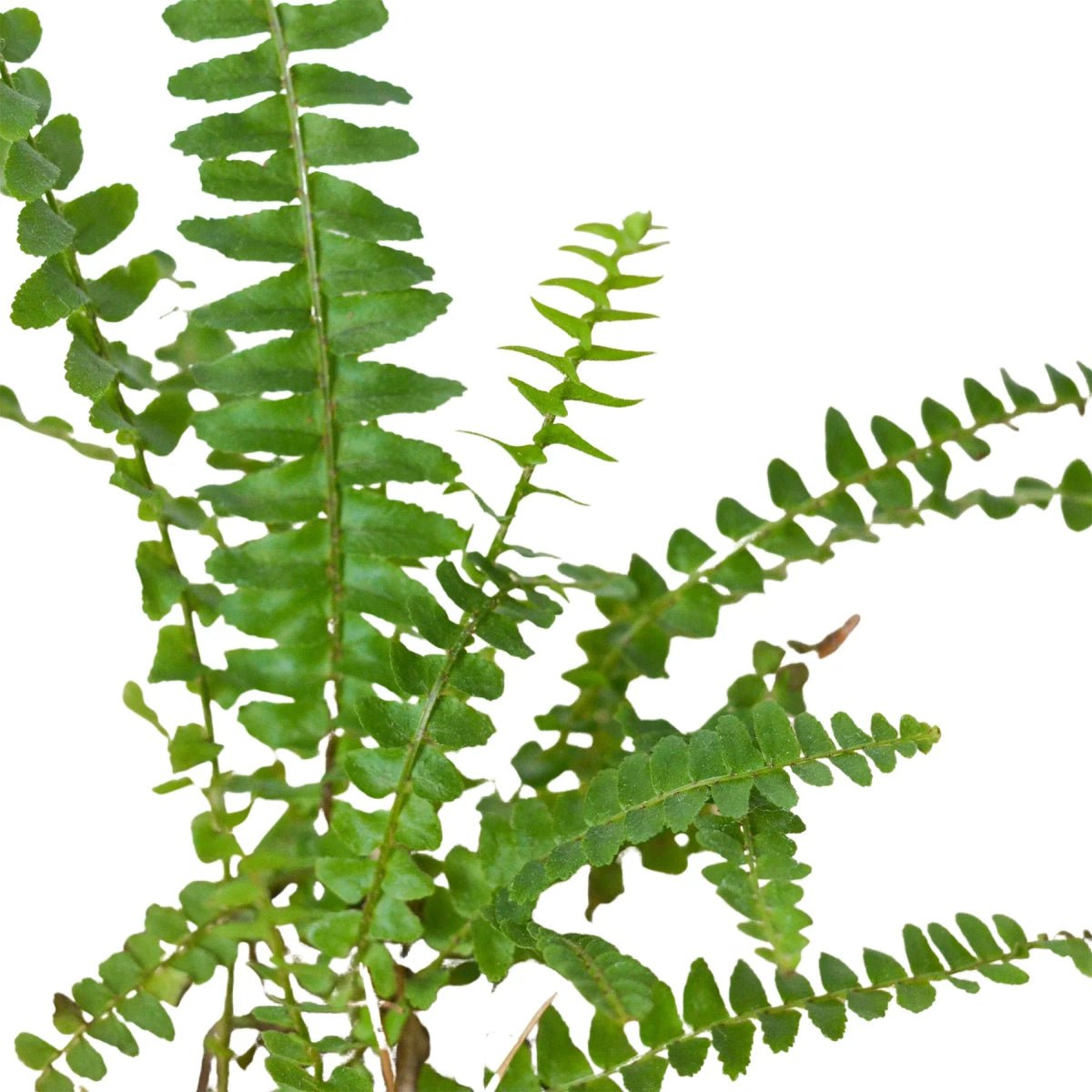 Jester's Crown Fern-Indoor Plants-Trendy Gardener