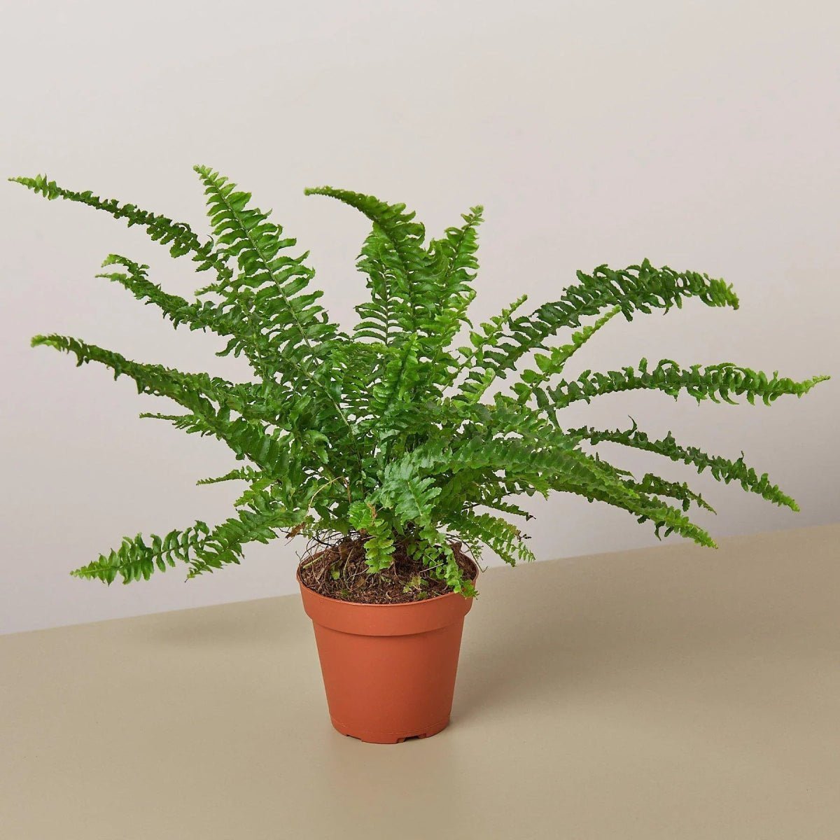 Jester's Crown Fern-Indoor Plants-Trendy Gardener