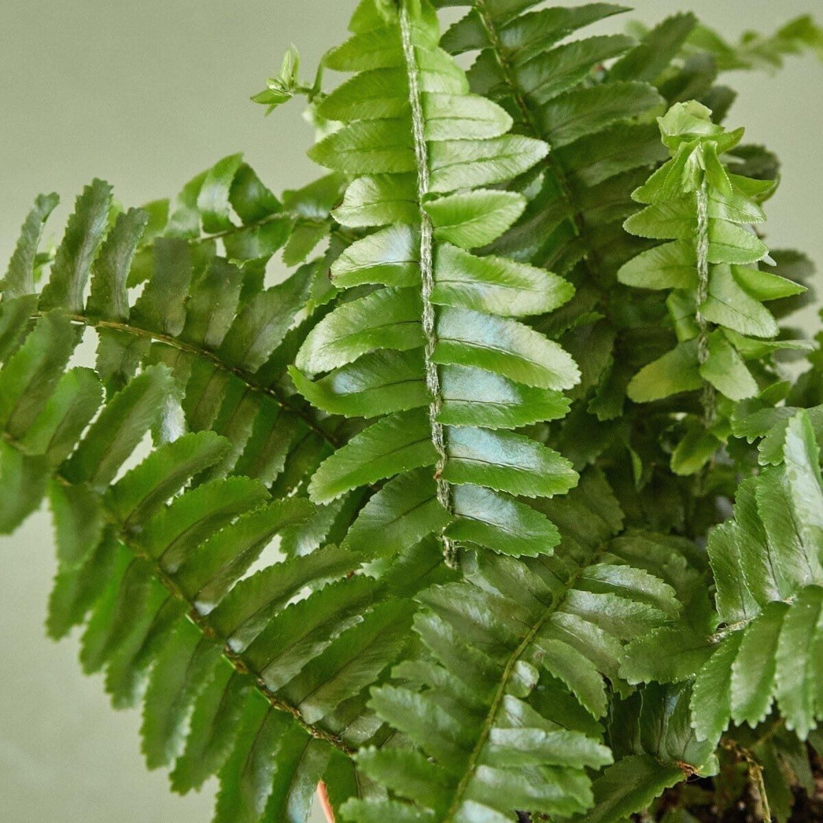 Jester's Crown Fern-Indoor Plants-Trendy Gardener