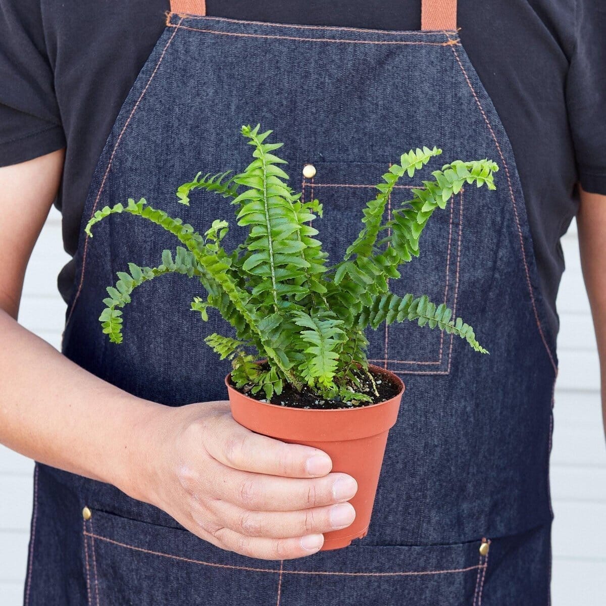 Jester's Crown Fern-Indoor Plants-Trendy Gardener