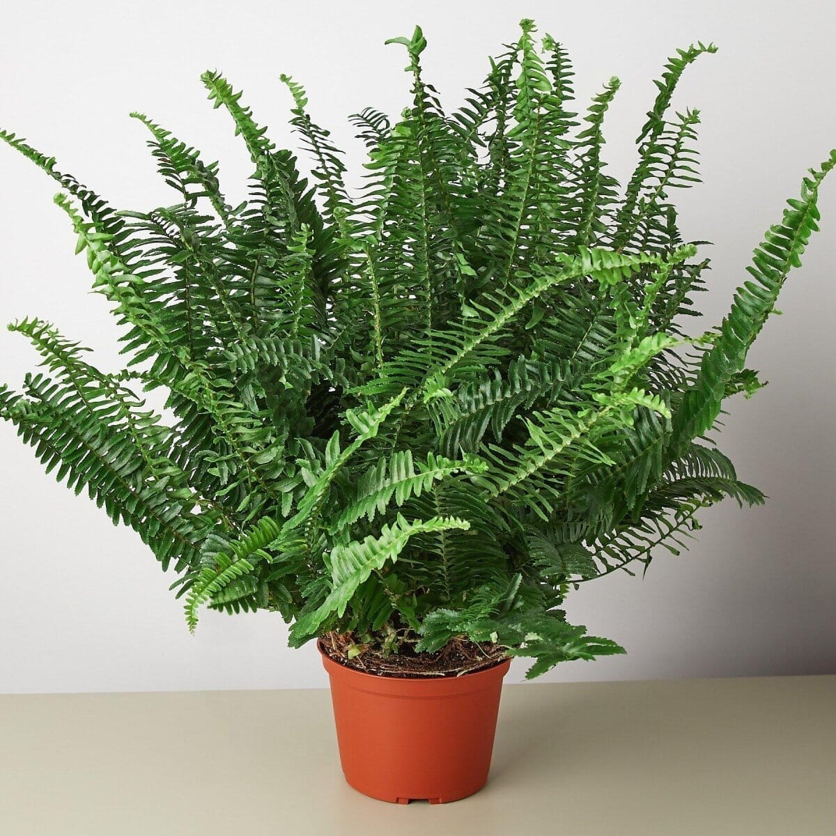 Jester's Crown Fern-Indoor Plants-Trendy Gardener