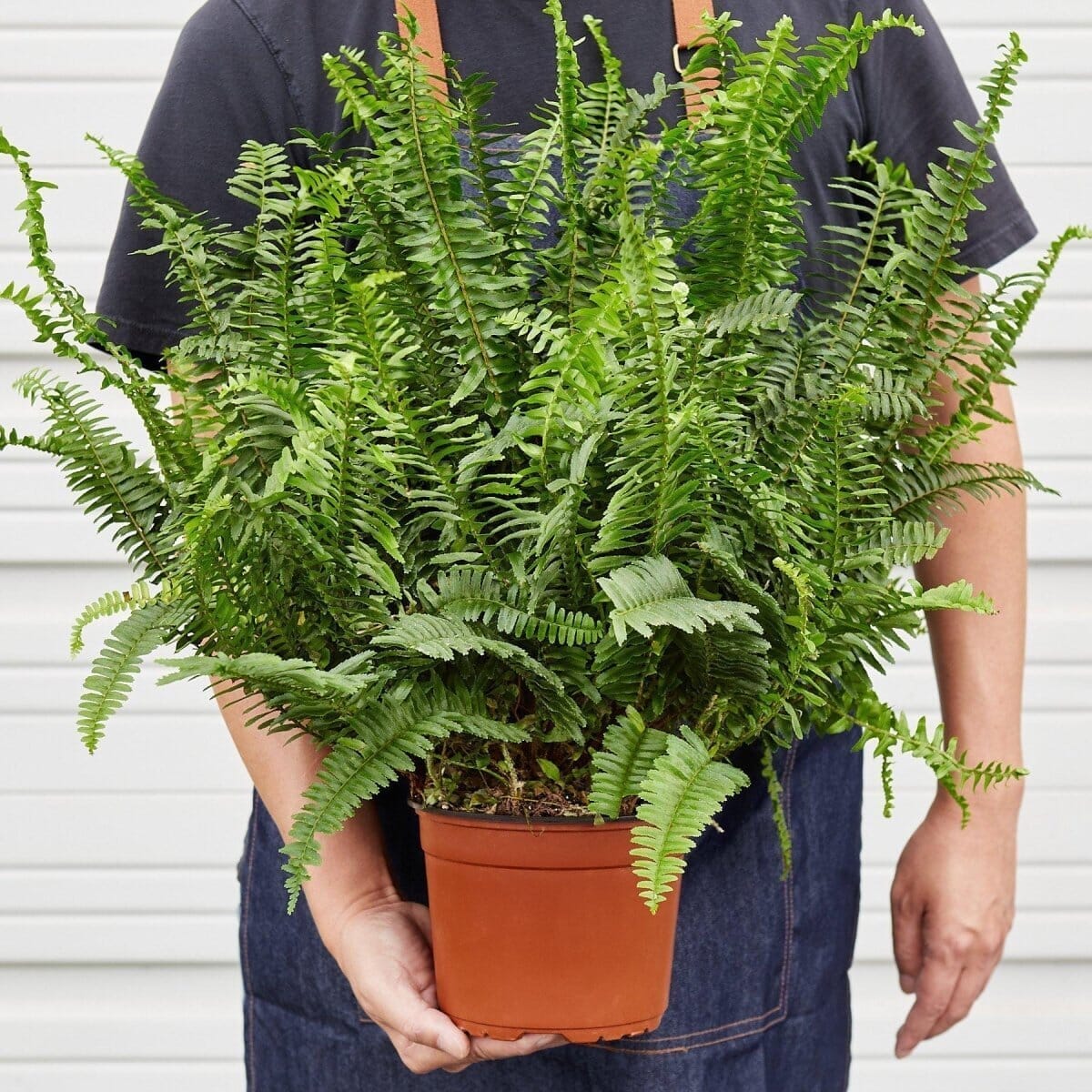 Jester's Crown Fern-Indoor Plants-Trendy Gardener