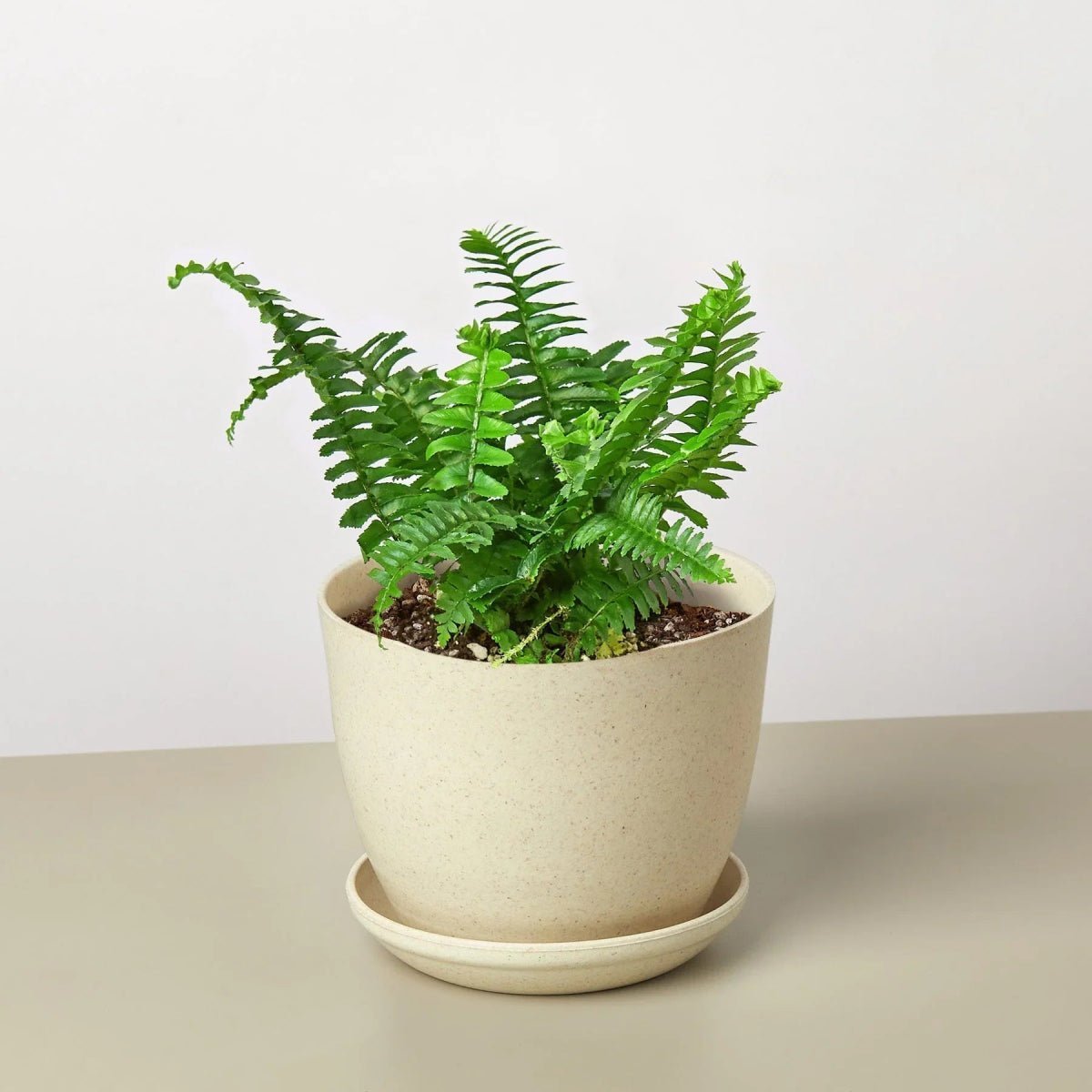 Jester's Crown Fern-Indoor Plants-Trendy Gardener