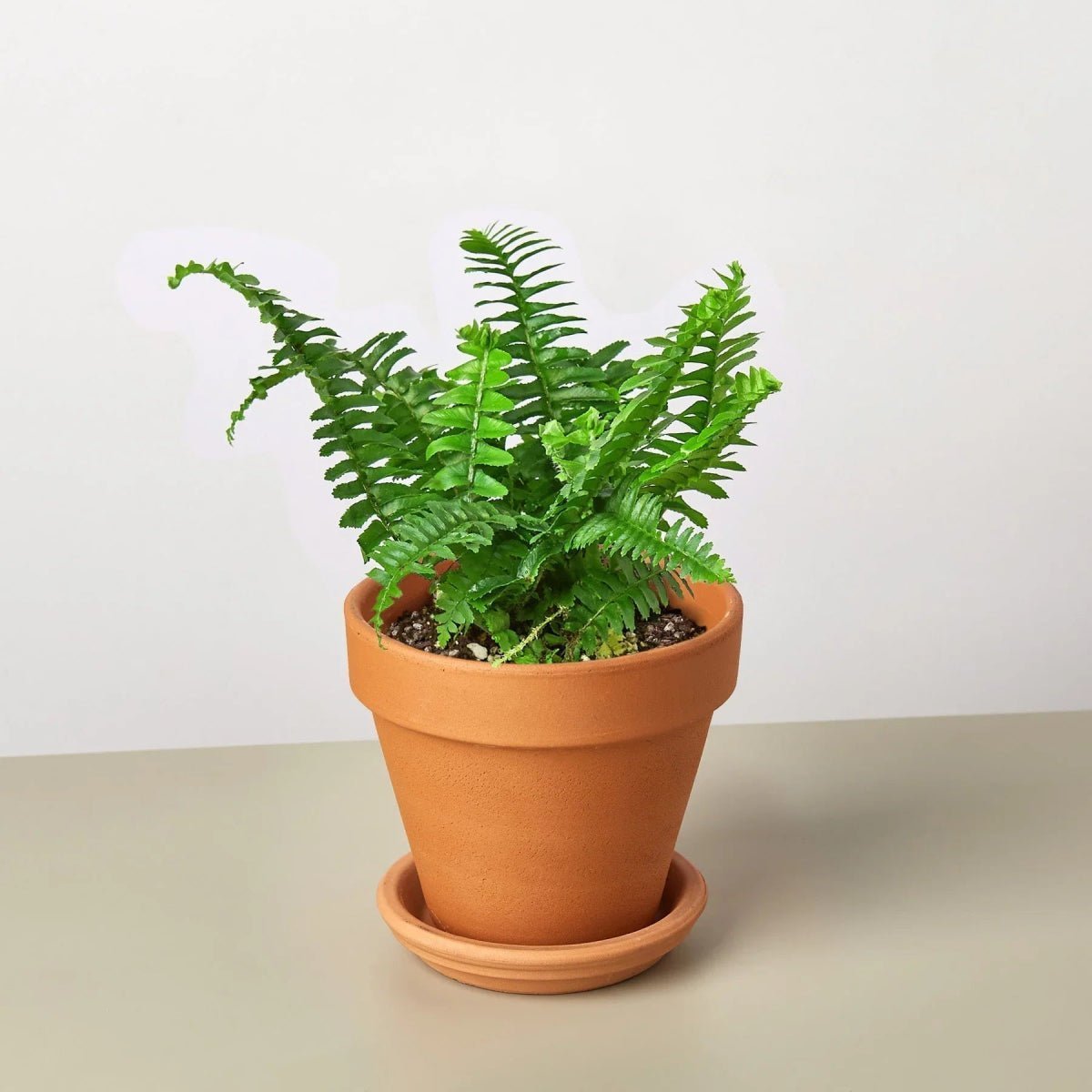 Jester's Crown Fern-Indoor Plants-Trendy Gardener