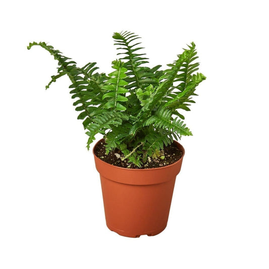 Jester's Crown Fern-Indoor Plants-Trendy Gardener