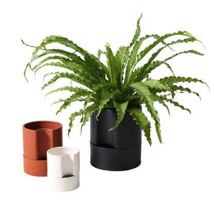 Jett Pot self-watering planter in matte black finish displayed with a lush green spider plant, perfect for indoor settings