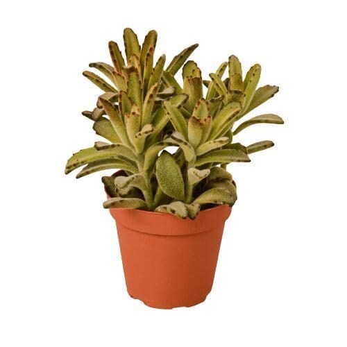 Kalanchoe Tomentosa 'Chocolate Soldier' Succulent - 4" Pot-Indoor Plants-Trendy Gardener