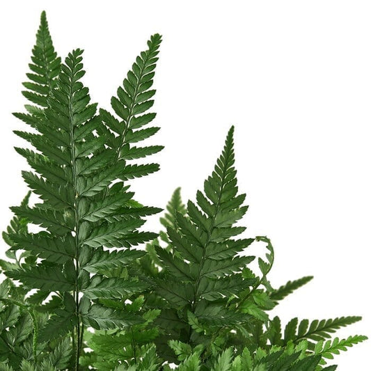 'Korean Rock' Fern-Indoor Plants-Trendy Gardener