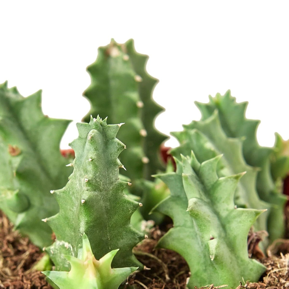 Lifesaver Cactus-Succulent-Trendy Gardener