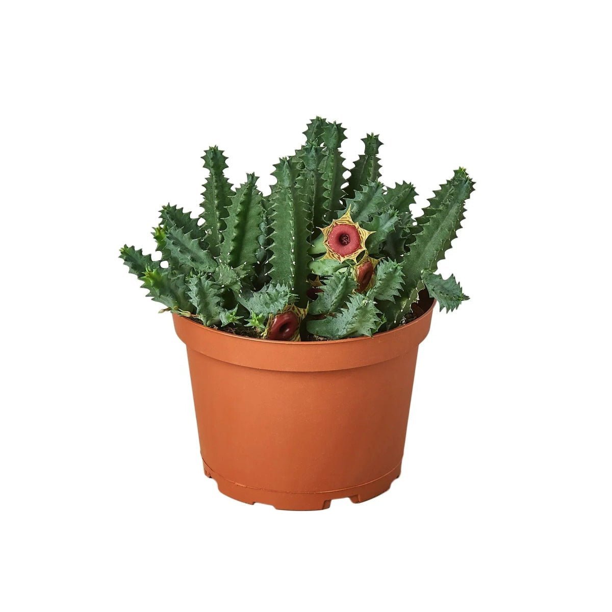 Lifesaver Cactus-Succulent-Trendy Gardener