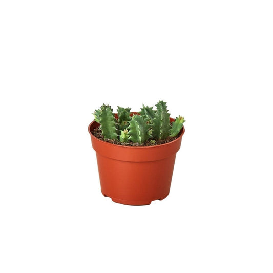 Lifesaver Cactus-Succulent-Trendy Gardener