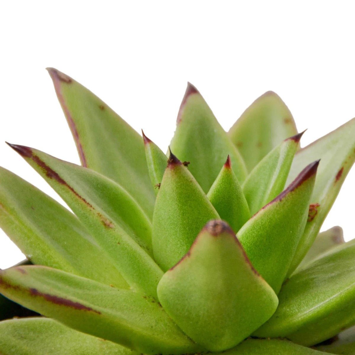 Lipstick Echeveria-Succulent-Trendy Gardener