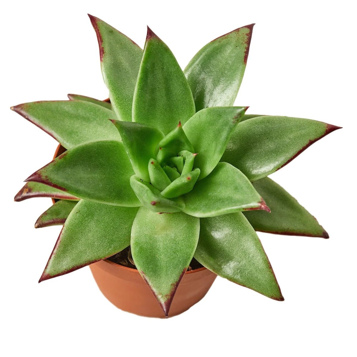 Lipstick Echeveria-Succulent-Trendy Gardener