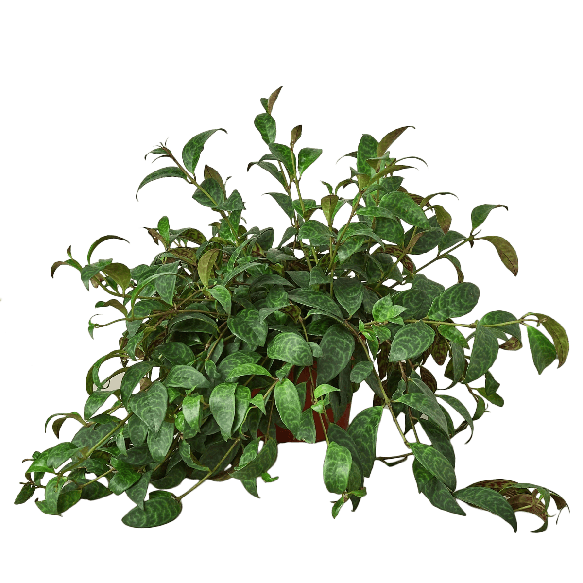 Lipstick Plant-4" Plant-Trendy Gardener