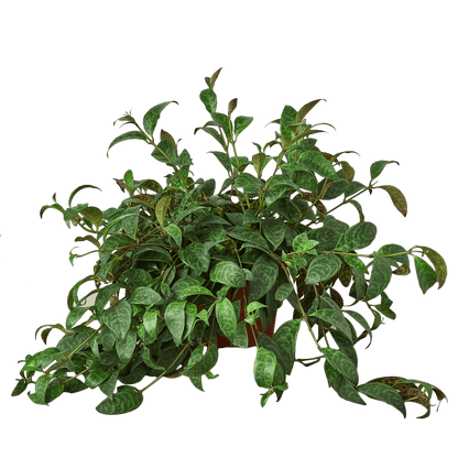 Lipstick Plant-4" Plant-Trendy Gardener