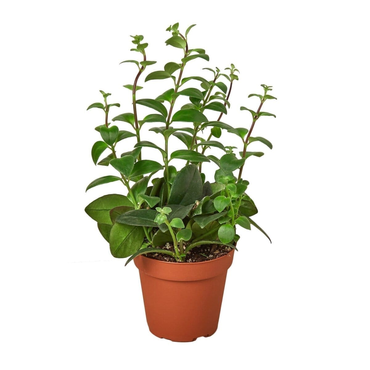 Lipstick Plant-4" Plant-Trendy Gardener