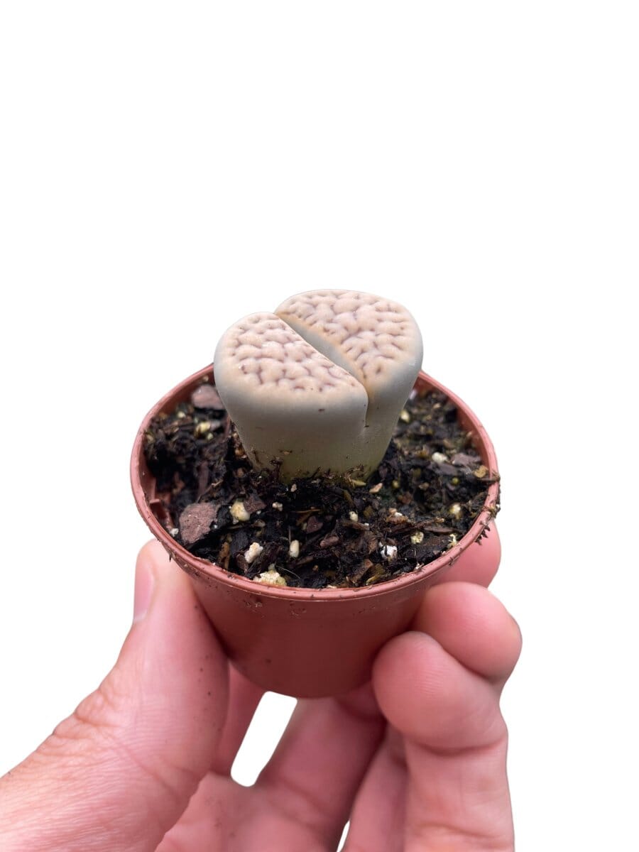 Lithop Living Stone-Indoor Plants-Trendy Gardener