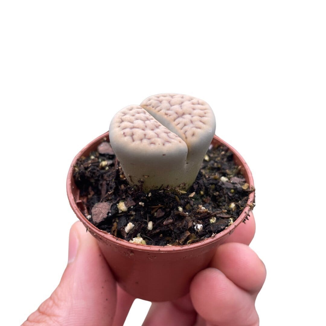 Lithop Living Stone-Indoor Plants-Trendy Gardener