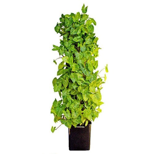 Living Wall Kit-Garden Supplies/Accessories-Trendy Gardener