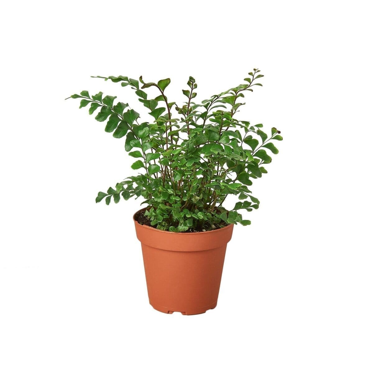 Mahogany Fern-Indoor Plants-Trendy Gardener