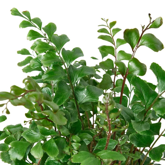 Mahogany Fern-Indoor Plants-Trendy Gardener