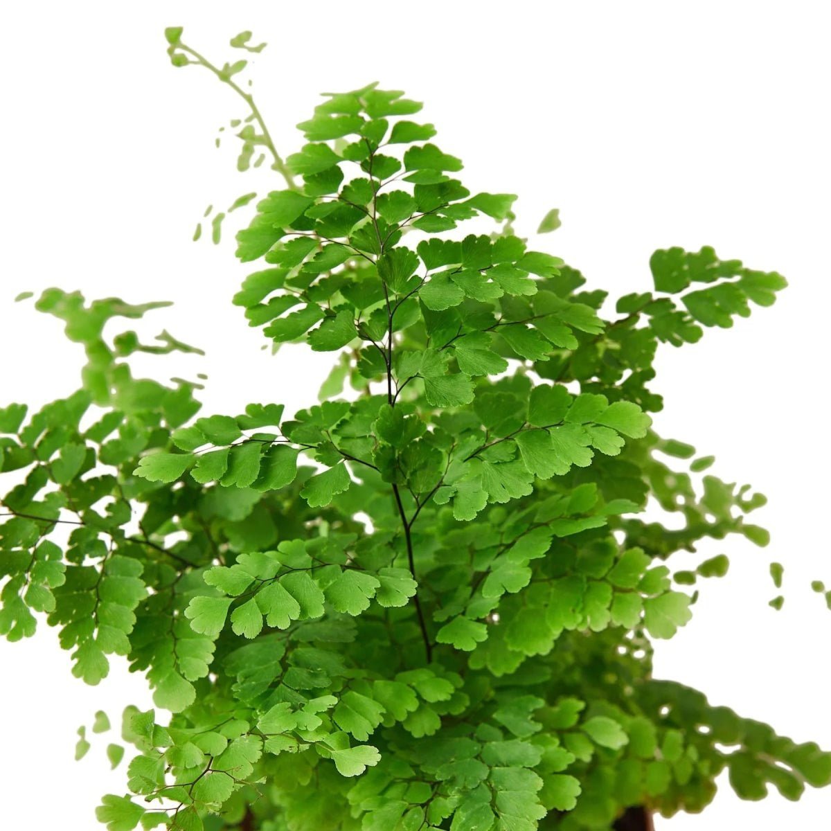 Maidenhair Fern-Indoor Plants-Trendy Gardener