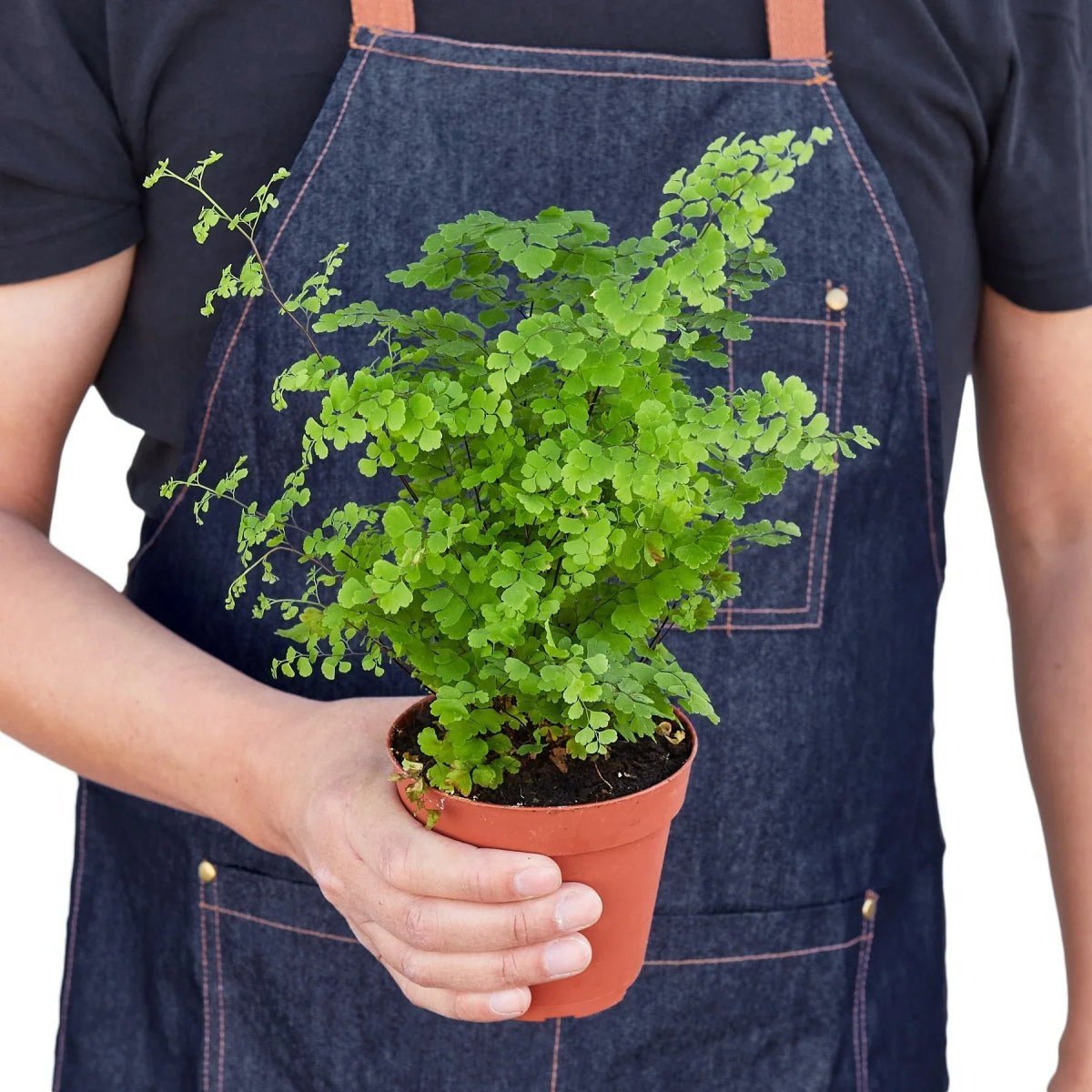 Maidenhair Fern-Indoor Plants-Trendy Gardener