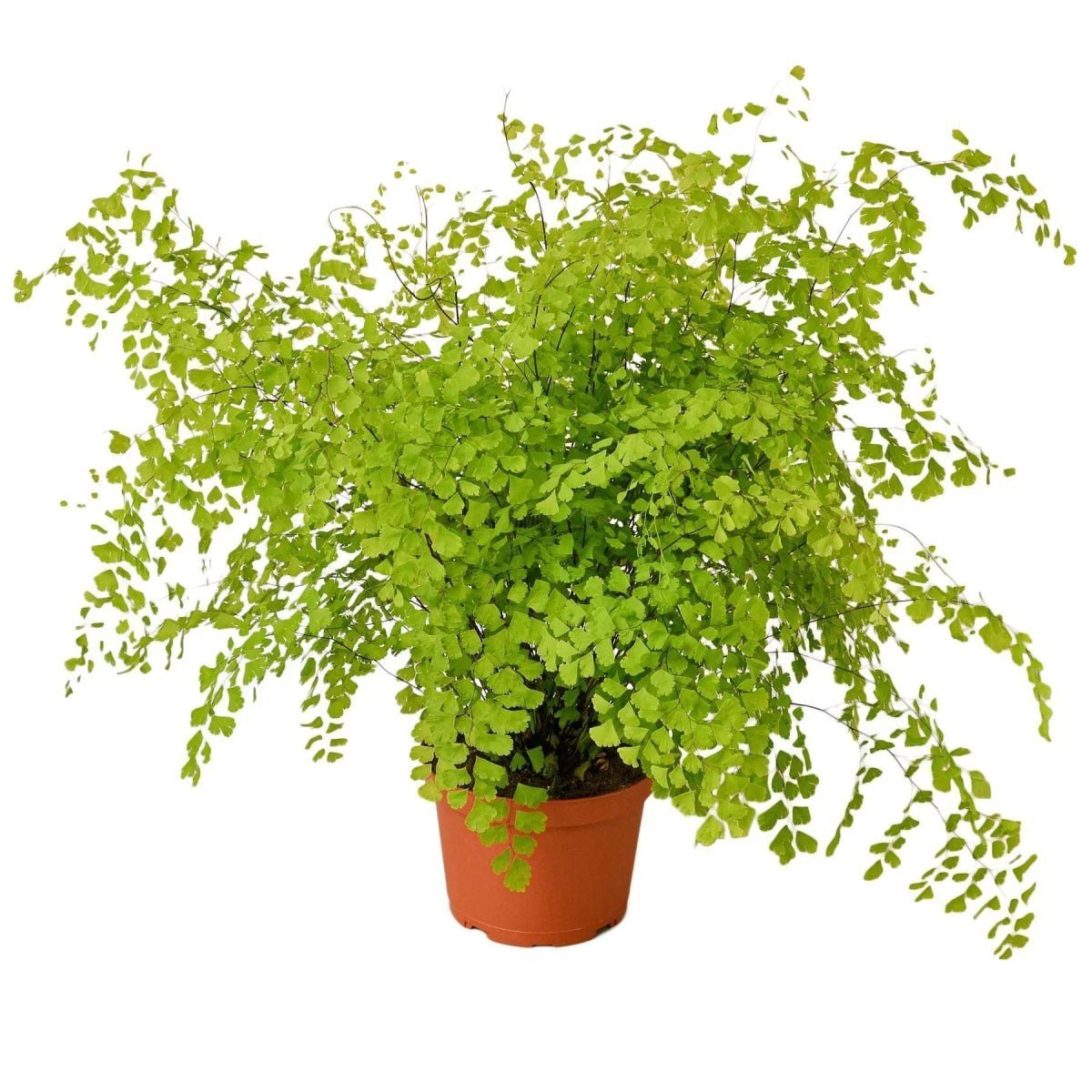 Maidenhair Fern-Indoor Plants-Trendy Gardener