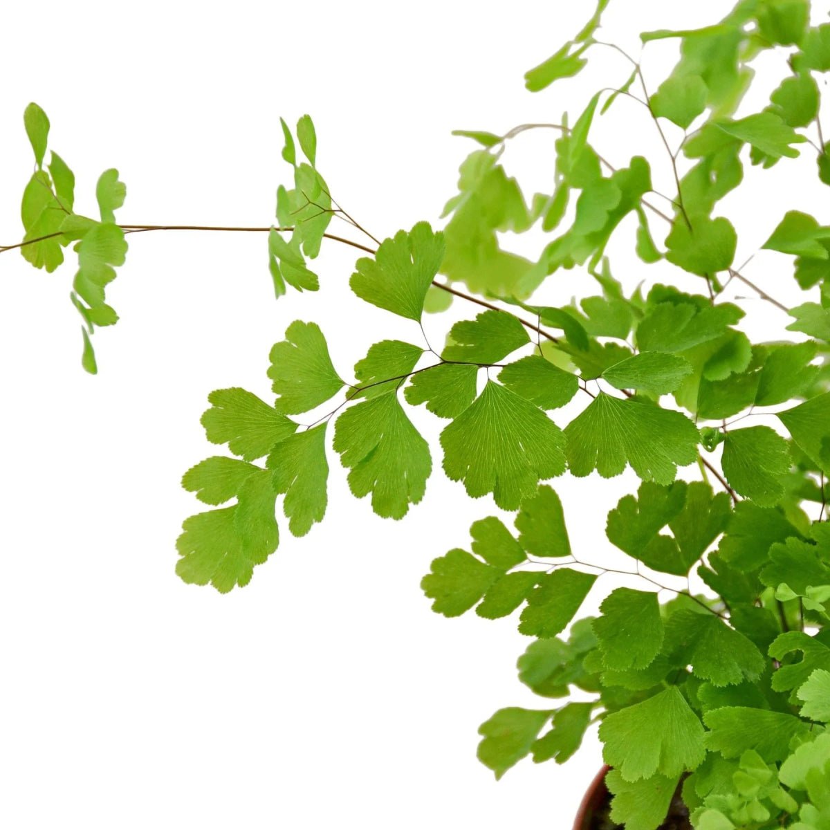 Maidenhair Fern-Indoor Plants-Trendy Gardener