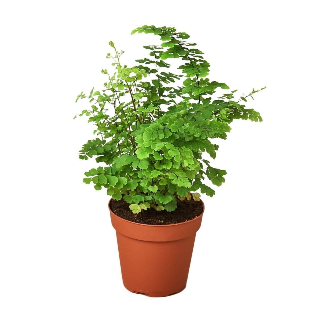 Maidenhair Fern-Indoor Plants-Trendy Gardener