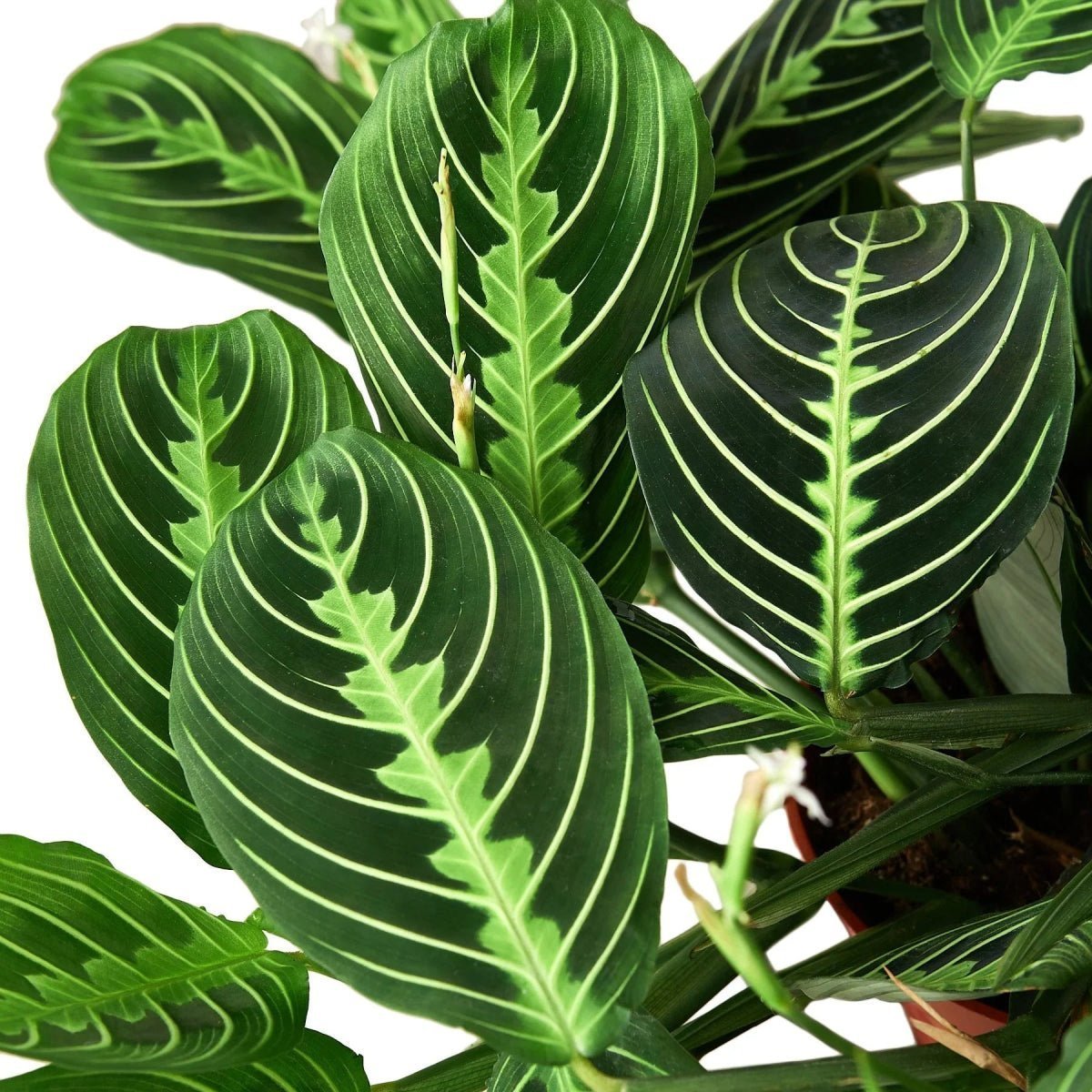 Maranta 'Lemon Lime'-Indoor Plants-Trendy Gardener